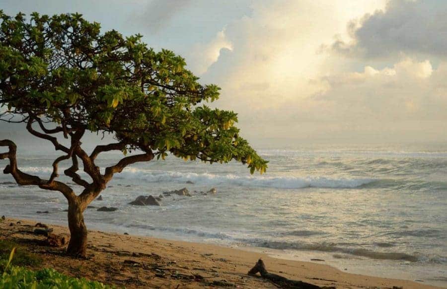 Tree on a beach in Kauai