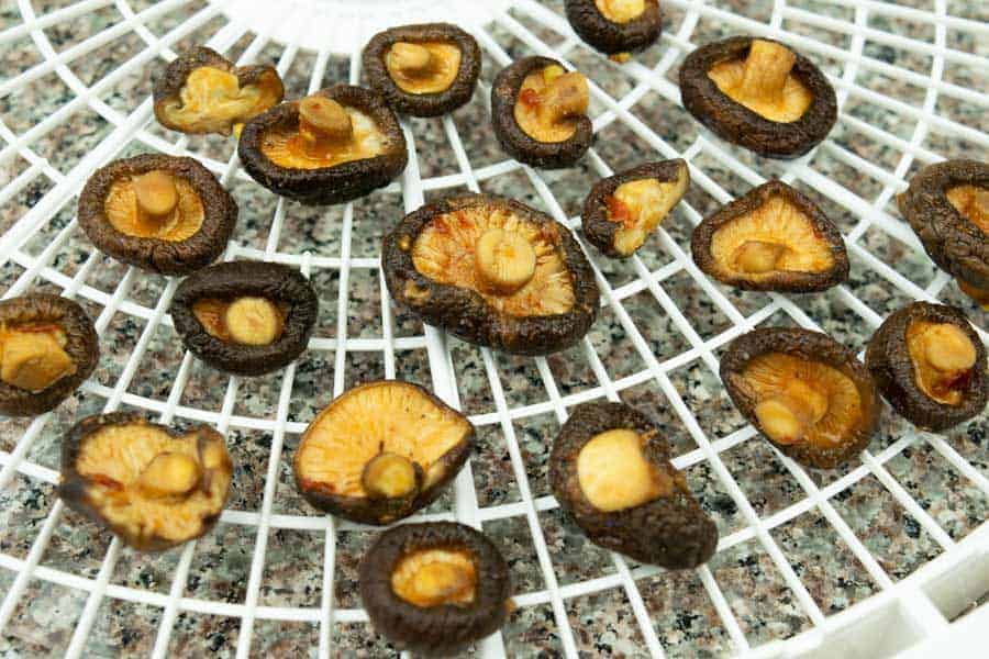 Shitake mushrooms on dehydrator tray