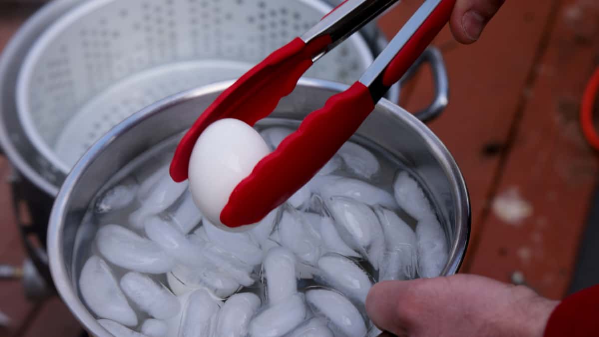 Holding boiled egg in red tongs over a bowl of ice water.