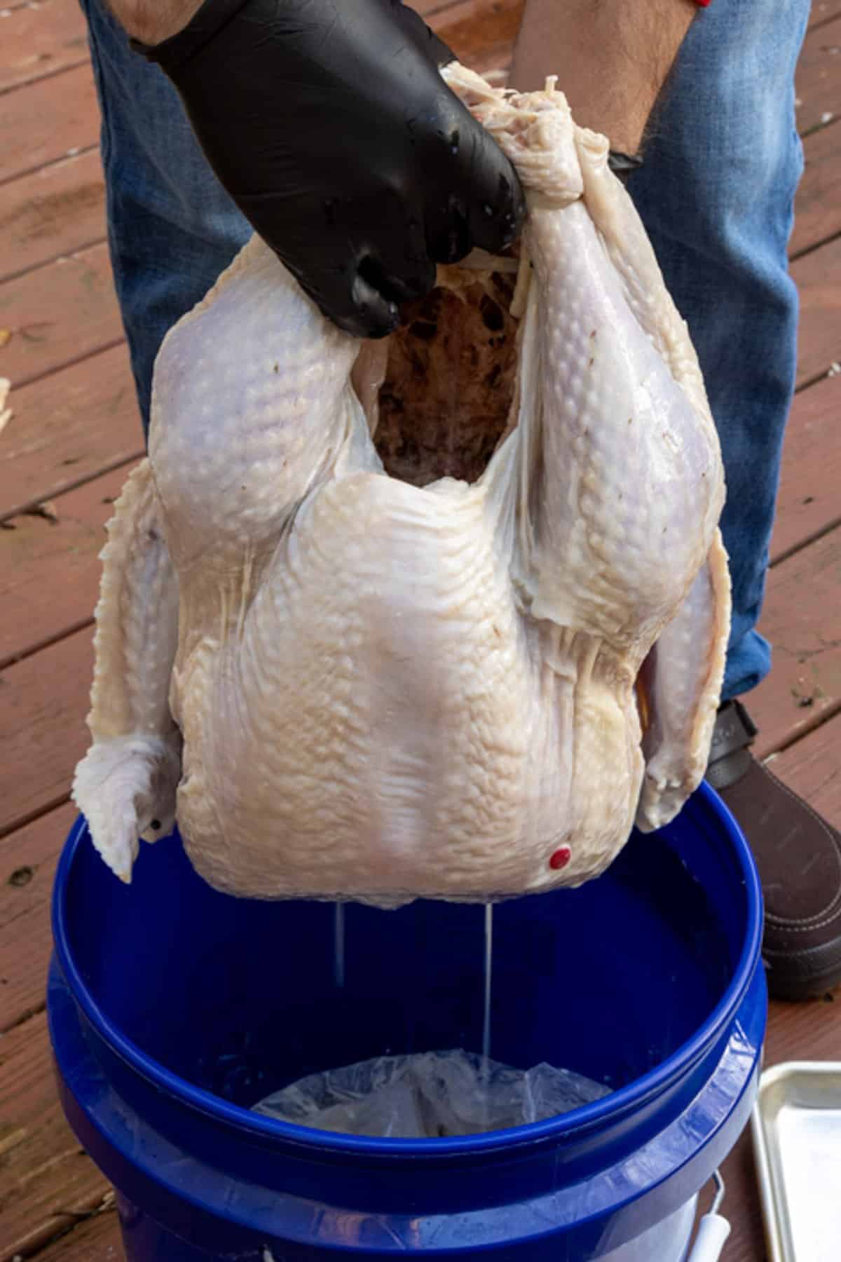 Turkey brined in buttermilk draining over a blue bucket.